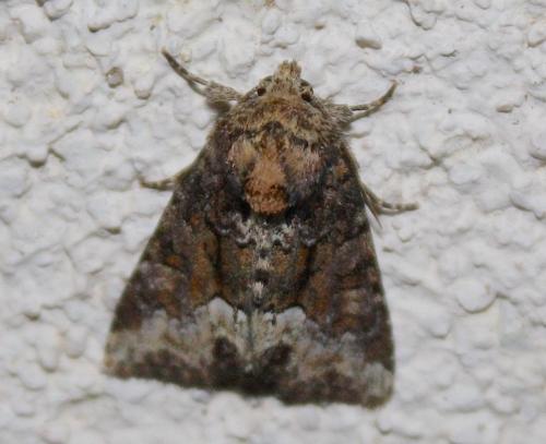 Réf. 219 038 : Oligia sp.